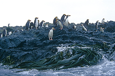 Royal Penguins (Eudyptes schlegli) on land. Maquarie Island, Australian sub-antarctic, Southern Ocean.