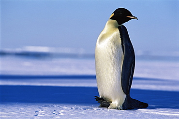 Emperor penguin (Aptenodytes forsteri) craning neck, Ross Sea, Antarctica, Southern Ocean.