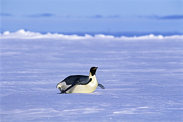 Emperor penguin (Aptenodytes forsteri) on stomach, Ross Sea, Antarctica, Southern Ocean.