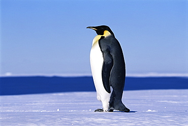 Emperor penguin (Aptenodytes forsteri) on land, side view of penguin, Ross Sea, Antarctica, Southern Ocean.