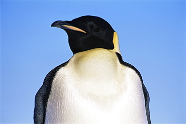 Emperor penguin (Aptenodytes forsteri) on land, close-up of head, Ross Sea, Antarctica, Southern Ocean.