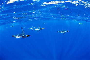 King penguins (Aptenodytes patagonicus)  Underwater, Macquarie Island, Australian sub-Antarctic.