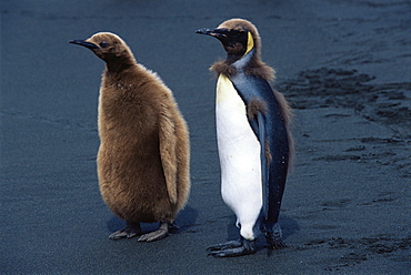 King penguin (Aptenodytes patagonicus) chicks molting, South Georgia, Antarctica, Southern Ocean. 