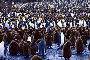 King penguins (Aptenodytes patagonicus) adults and chicks, South Georgia, Antarctica, Southern Ocean. 