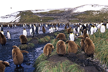 King penguins (Aptenodytes patagonicus) adults and chicks, South Georgia, Antarctica, Southern Ocean. 