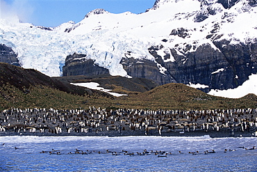 King penguins (Aptenodytes patagonicus), South Georgia, Antarctica, Southern Ocean. 