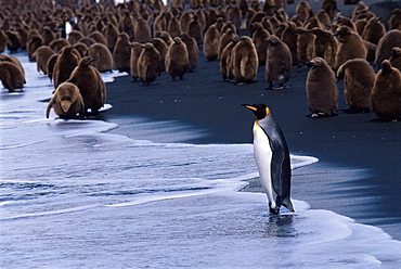 King penguins (Aptenodytes patagonicus) adult and chicks, South Georgia, Antarctica, Southern Ocean. 