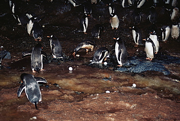 Gentoo penguin (Pygoscelis papua)  eggs being washed away after unprecedented rainfall, Cuverville Island, Antarctica, Southern Ocean.