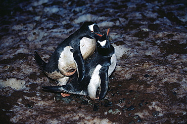 Gentoo penguins (Pygoscelis papua) mating (male on top), Cuverville Island, Antarctica, Southern Ocean.