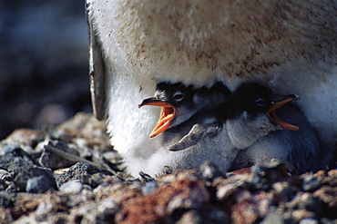 Gentoo penguin (Pygoscelis papua) with chick,Cuverville Island, Antarctica, Southern Ocean.