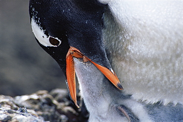 Gentoo penguin (Pygoscelis papua) feeding chick, Cuverville Island, Antarctica, Southern Ocean