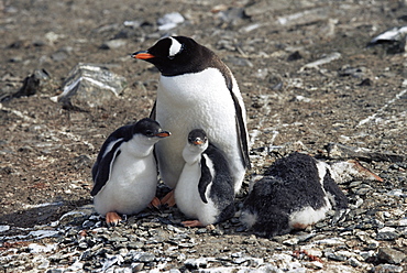 Gentoo penguin (Pygoscelis papua) with chicks,Cuverville Island, Antarctica, Southern Ocean.