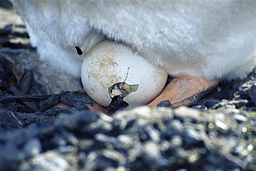 Gentoo penguin (Pygoscelis papua)  chick hatching from egg, Cuverville Island, Antarctica, Southern Ocean.