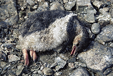 Dead Gentoo penguin (Pygoscelis papua)  chick, Cuverville Island, Antarctica, Southern Ocean.