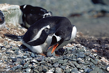 Gentoo penguin (Pygoscelis papua) nesting near whalebone, Aitcho Island, Antarctica, Southern Ocean.