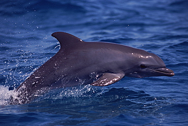 Young Bottlenose dolphin (Tursiops truncatus) surfacing at speed. Part of resident group Island of Bimini, Bahamas