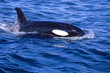 Killer whale (Orcinus orca) surfacing showing dorsal fin, eye patch and blowhole Iceland