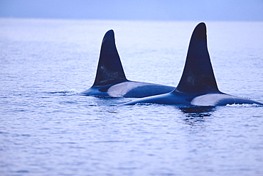 Two male Killer whales (Orcinus orca) at surface Tysfjord, Norway