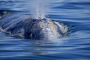 Grey whale (Eschrichtius robustus) surfacing to blow near boat. Yellowish barnacles and mottled pigmentation typical of this species. Baja California, Mexico