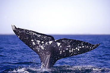 Grey whale 'fluking up' before a deep dive (Eschrichtius robustus) Pacific, San Ignacio lagoon, Baja-California, Mexico