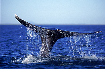 Grey whale (Eschrichtius robustus) tail lobbing in breeding lagoons along Baja Peninsular, Mexico