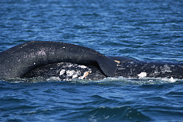 Grey whale (Eschrichtius robustus). Mother with calf resting on her back. San Ignacio Lagoon, Baja, California.