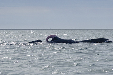 Grey whale (Eschrichtius robustus). Erect penis during courtship. San Ignacio Lagoon, Baja, California.