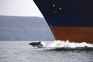 Bottlenose dolphin (Tursiops truncatus truncatus) bow-riding a cargo ship Shannon Estuary, Ireland.