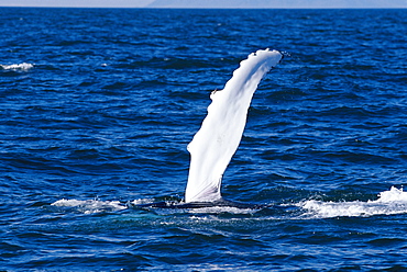 Humpback whale {Megaptera novaeangliae} slapping water with long fluke, Iceland