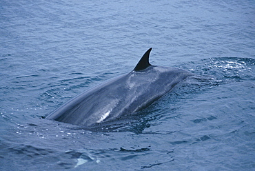 Minke whale (Balaenoptera acutorostrata) at surface with dorsal fin Hebrides, Scotland, UK