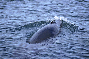 Minke whale (Balaenoptera acutorostrata) part of surfacing sequence. Iceland.