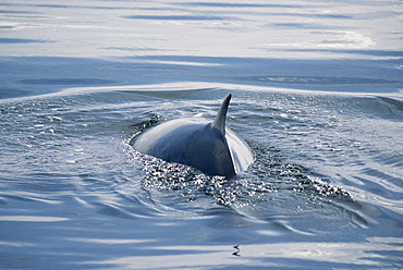 Young Minke whale (Balaenoptera acutorostrata) surfacing. Thin body. Hebrides, Scotland.