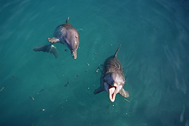 Bottlenose dolphins playing (Tursiops truncatus) Bahamas, in captive enclosure