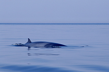 Minke whale (Balaenoptera acutorostrata) showing characteristic shevron pigmentation and dorsal fin set relatively far down the back. Hebrides, Scotland.