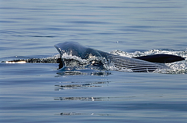 Fin whale (Balaenoptera physalus) lunge feeding