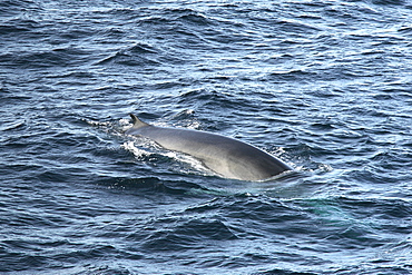 Fin whale (Balaenoptera physalus) showing the chevron markings on its flanks. Bay of Biscay, SW Europe.    (RR)