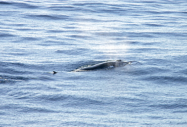 Fin whale (Balaenoptera physalus) with water vapour from blow and blow hole visible. Bay of Biscay, SW Europe.    (RR)