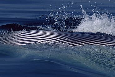 Fin whale (Balaenoptera physalus) showing throat grooves during a feeding lunge at the surface. Cape Cod, USA. 