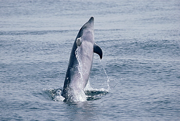 Bottlenose dolphin (Tursiops truncatus) jumping above surface, Gibraltar