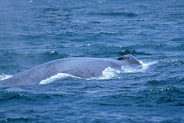 Blue whale (Balaenoptera musculus) surfacing. Monterey, USA.