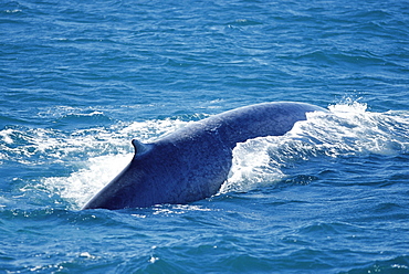 Blue whale (Balaenoptera musculus) surfacing with long back and characteristically small dorsal visible. West of Iceland.