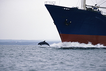 Bottlenose dolphin (Tursiops truncatus) bowriding cargo ship, Shannon, Ireland