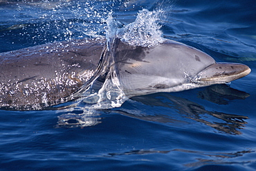 Striped dolphin (Stenella coeruleoalba). Surfacing at speed. Gibraltar.