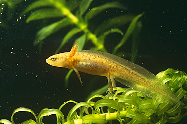 Smooth newt juvenile (Triturus vulgaris) showing frilly gills. Bristol, UK.