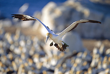 Cape gannet {Morus capensis} flying over colony to locate nest, Bird island, Lamberts bay, South Africa