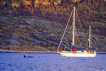 Research yacht monitoring Killer whale (Orcinus orca) activity during the winter months in the fjords of northern Norway. Tysjford, Norway.