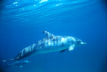 Atlantic spotted dolphin (Stenella frontalis). Bimini, Bahamas