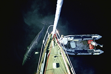 Aerial shot of the research yacht, The Song of the Whale, being investigated by a Minke whale (Balaenoptera acutorostrata), while one of the crew tries to get a closer look fro