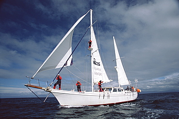 Research vessel, Silurian, under sail with observers on the deck and up the mast. Hebrides, Scotland