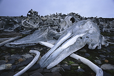 Beluga grave yard at an old whaling station on Spitsbergen. Svalbard.